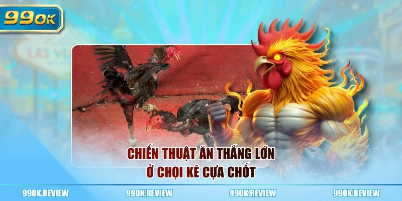 Chiến thuật ăn thắng lớn ở chọi kê cựa chốt