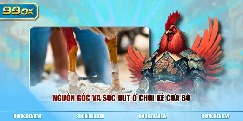 Nguồn gốc và sức hút ở chọi kê cựa bò