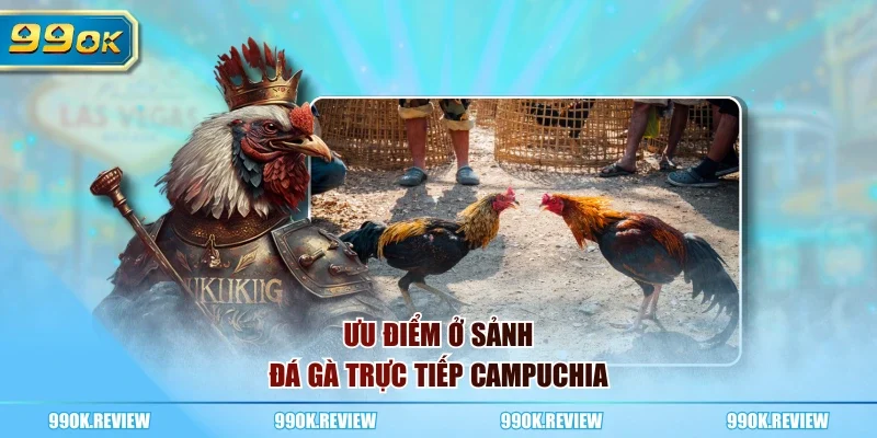 Ưu điểm ở sảnh đá gà trực tiếp Campuchia